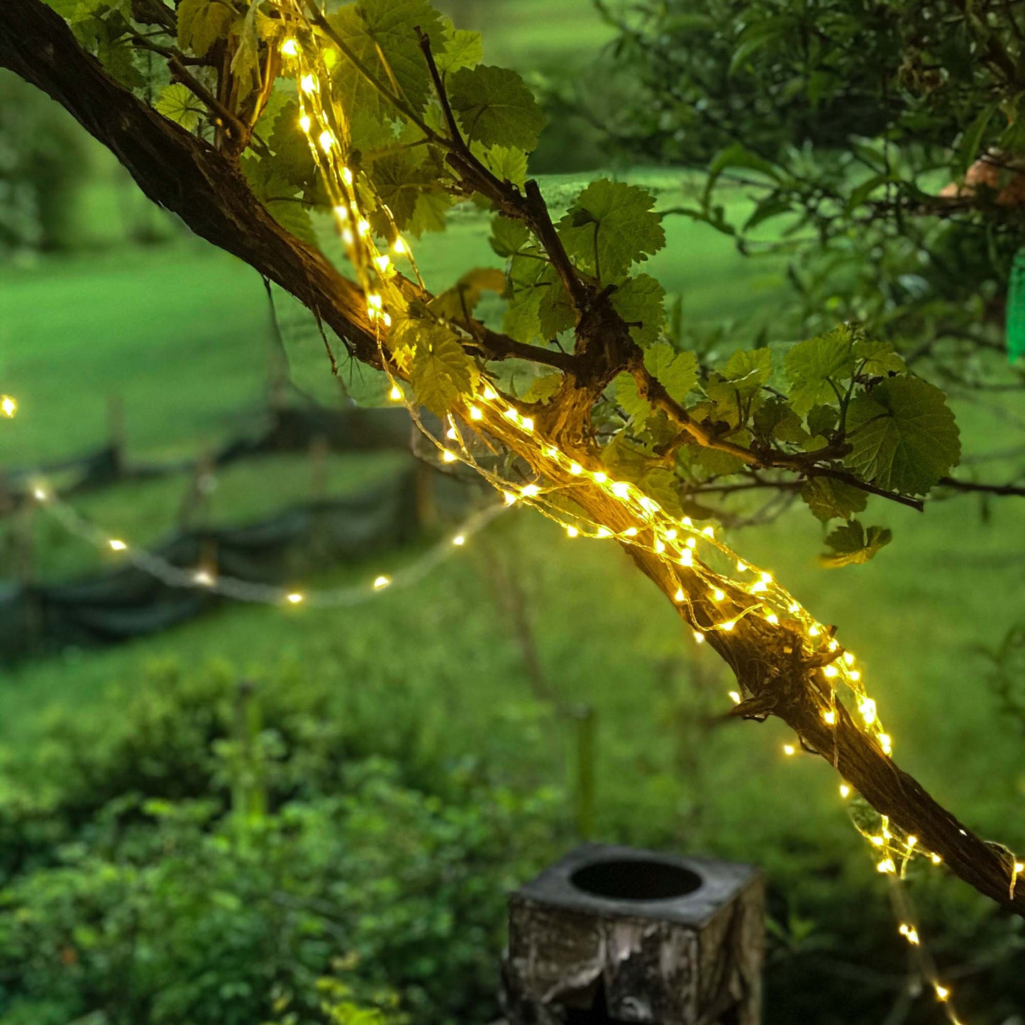 LED Girlande, 12 Stränge, 196 LEDs warmweiß, optionaler Timer, Außen-Transformator_577464