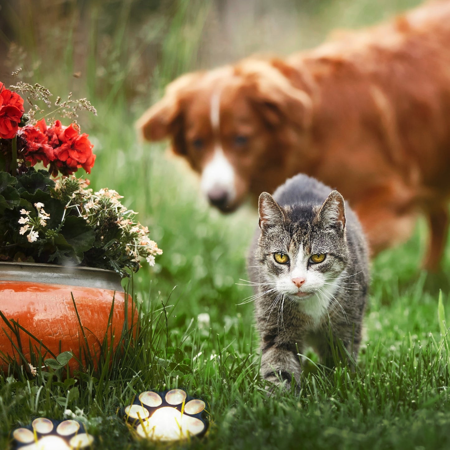 Hellum Solar Pfoten, 4 Pfoten 9x9cm, warmweiß, Erdspieß, für außen 523690